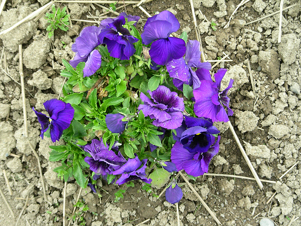 pansy in flower